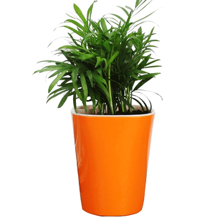 自动吸水环保型储水盆水培土培树脂花盆绿萝多肉创意绿植懒人盆