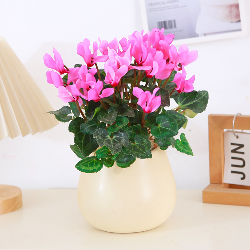 仙客来盆栽带花苞植物兔耳花室内易养观花绿植酒店前台盆景年宵花