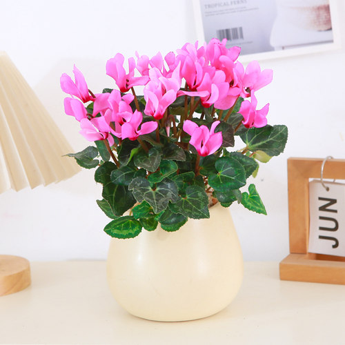 仙客来盆栽带花苞植物兔耳花室内易养观花绿植酒店前台盆景年宵花