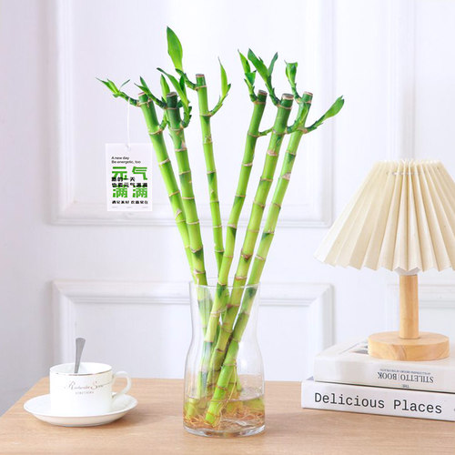 开运竹水培观叶植物富贵竹步步高室内水养观叶绿植四季常青电视柜