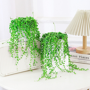 佛珠吊兰多肉盆栽室内外可垂吊植物情人泪悬壁挂耐旱多肉易打理