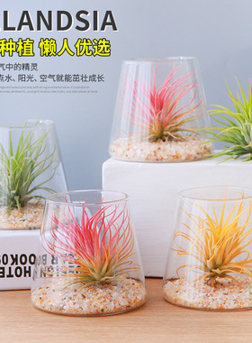 空气凤梨无土懒人桌摆盆栽办公室工位新手易打理微景观礼品小摆件