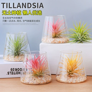 Авиа ананас Soilsess Lazy Table Protted Plant Workations для начинающих легко заботиться о микро -ландшафтном подарке. Маленькие украшения