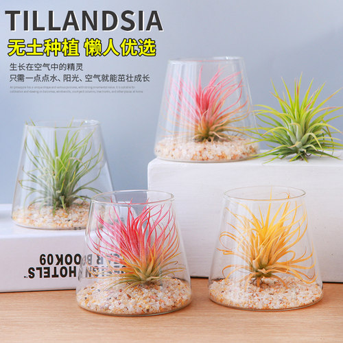 空气凤梨无土懒人桌摆盆栽办公室工位新手易打理微景观礼品小摆件