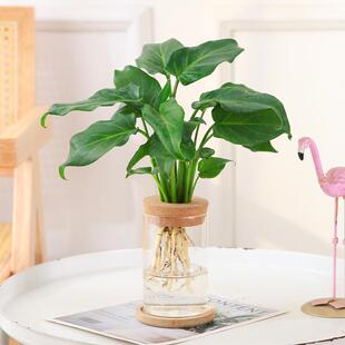 仙羽蔓绿绒水培盆栽小天使办公室水养花卉观叶绿植四季常青网红花