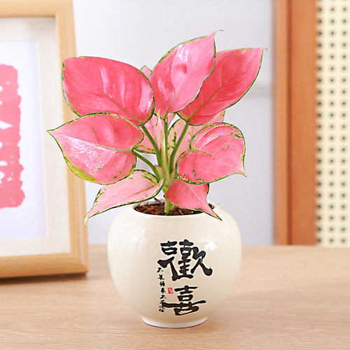 吉利红盆栽水培如意皇后白象绿植办公室内桌摆观叶植物工位易养花