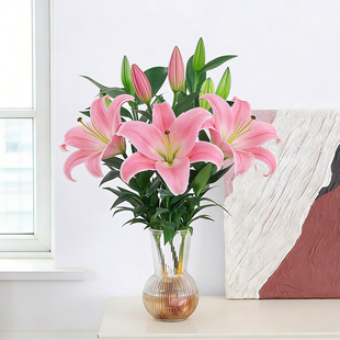 香水百合水养花卉盆栽室内新手易养带花苞开花香浓植物鲜切花材料