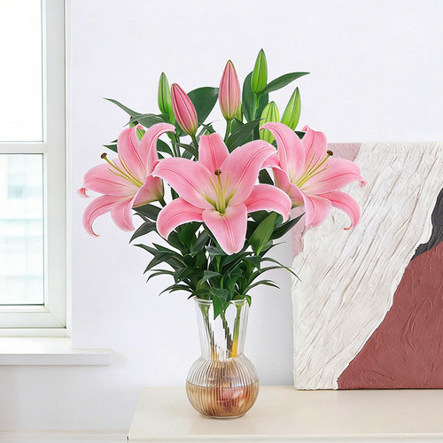 香水百合水养花卉盆栽室内新手易养带花苞开花香浓植物鲜切花材料