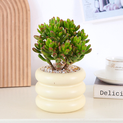 招财猫多肉盆栽阳台新手好养耐旱省浇水植物吸财玉树四季常青喜阳