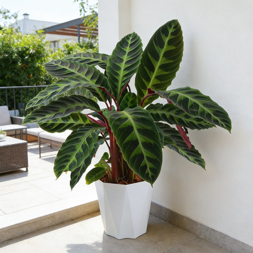 紫背天鹅绒盆栽孔雀竹芋大型观叶绿植室内墙角绿植耐阴苹果竹芋