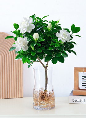 栀子花水培盆栽植物室内花卉办公桌工位水养开花绿植带花苞浓香型