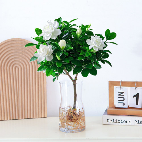 栀子花水培盆栽植物室内花卉办公桌工位水养开花绿植带花苞浓香型