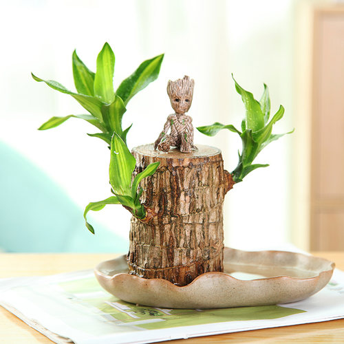 水培植物巴西幸运木办公室好养活小绿植四季室内桌面创意花卉盆栽