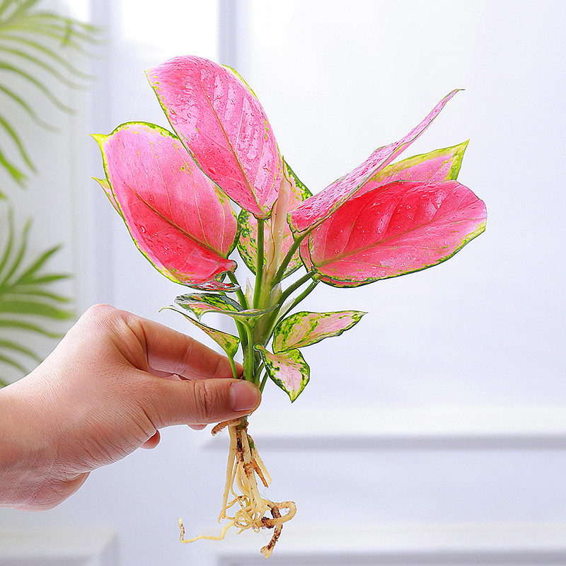 水培植物吉利红盆栽办公室桌面水养小绿植观叶植物中国红如意花卉