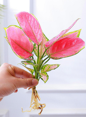 水培植物吉利红盆栽办公室桌面水养小绿植观叶植物中国红如意花卉