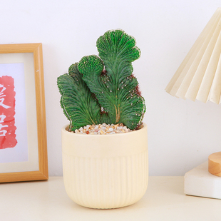 五指山仙人掌办公室桌面耐旱盆栽新手易养观叶绿植防辐射桌面盆景