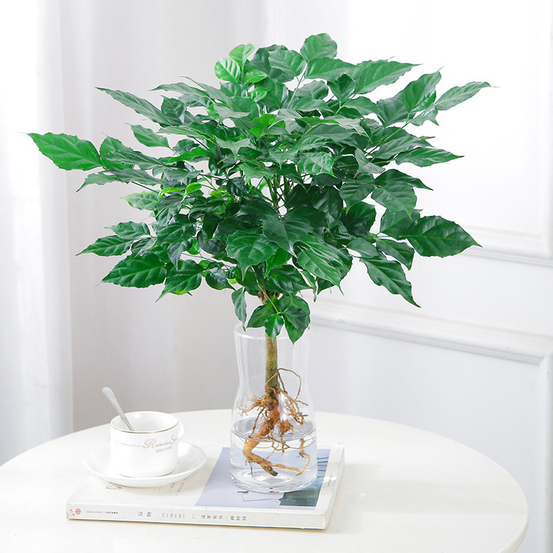绿宝水培幸福树盆栽办公室内水养花卉绿植四季常青观叶大植物好养