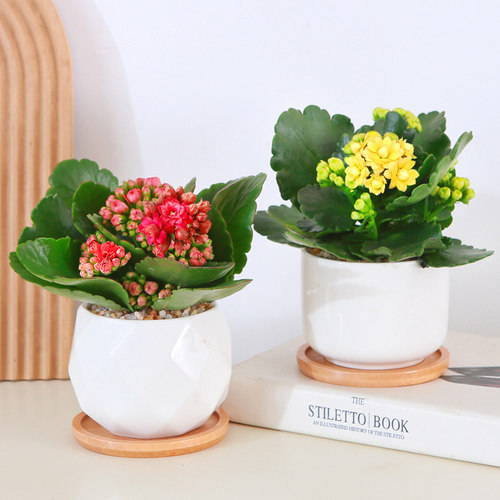 长寿花盆栽室内客厅桌摆开花小绿植重瓣带花苞桌面盆栽阳台花卉