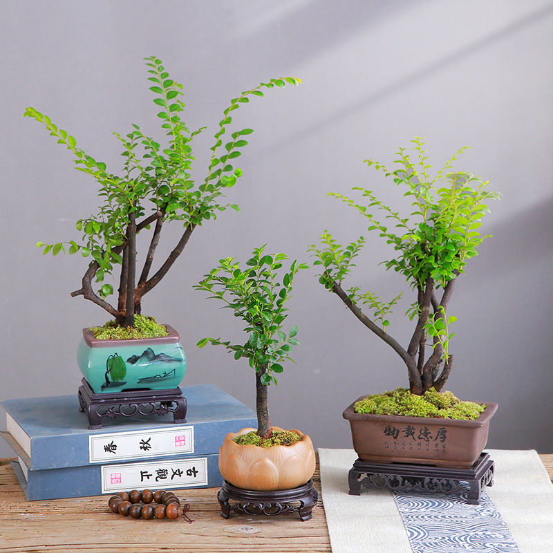 小叶紫檀盆景黑古茶盆栽办公室桌面好养活网红观叶绿植黑骨檀树苗