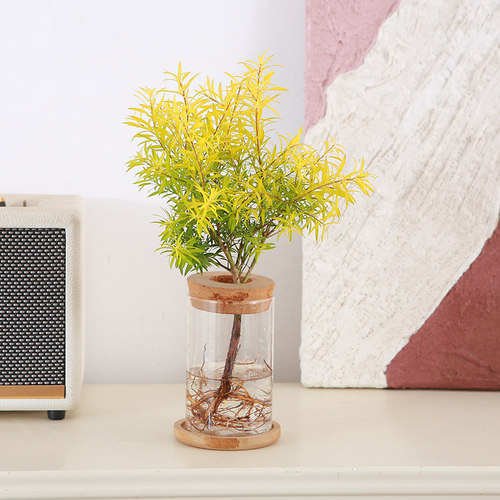 黄金香柳水培盆栽庭院户外易养四季观叶植物彩叶新手易养花卉绿植