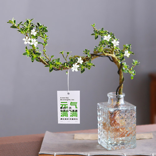 六月雪盆栽水培悬崖造型盆景办公室内桌摆易养观叶植物茶几水养花