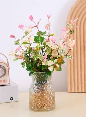 花叶络石水培彩叶植物办公室窗台好养新手绿植四季常青阳台盆栽