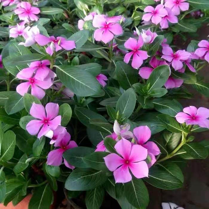 五叶长春花金盏草开花植物梅花苗图片