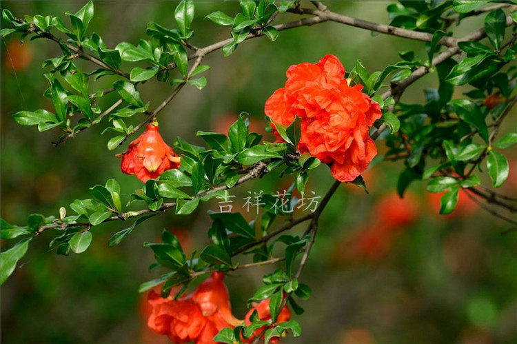 潮汕喜庆吉祥植物石榴花苗仙草苗抹草苗包邮