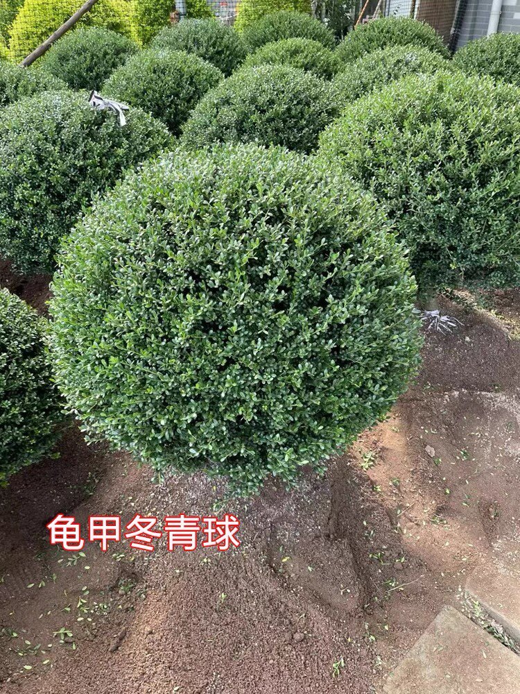 龟甲冬青球庭院别墅花境常绿植物亮晶女贞完美冬青先令红花檵木水