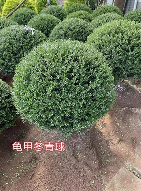 龟甲冬青球庭院别墅花境常绿植物亮晶女贞完美冬青先令红花檵木水