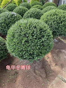 龟甲冬青球庭院别墅花境常绿植物亮晶女贞完美冬青先令红花檵木水