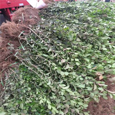 冬青卫矛树苗水蜡小叶黄杨金叶女贞不落叶四季常青篱笆墙工程苗木