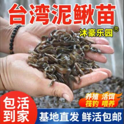 台湾小泥鳅苗鲜活小泥鳅苗放宠物鱼龙鱼乌龟观赏筏钓小鱼活体饲料