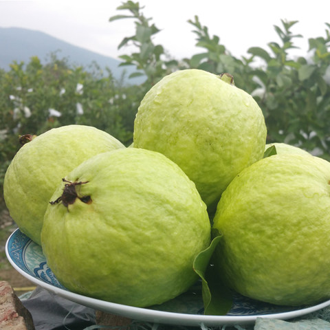现摘芭乐高山种植9斤装