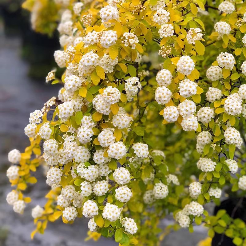 黄金喷泉粉霜绣线菊庭院木本花镜