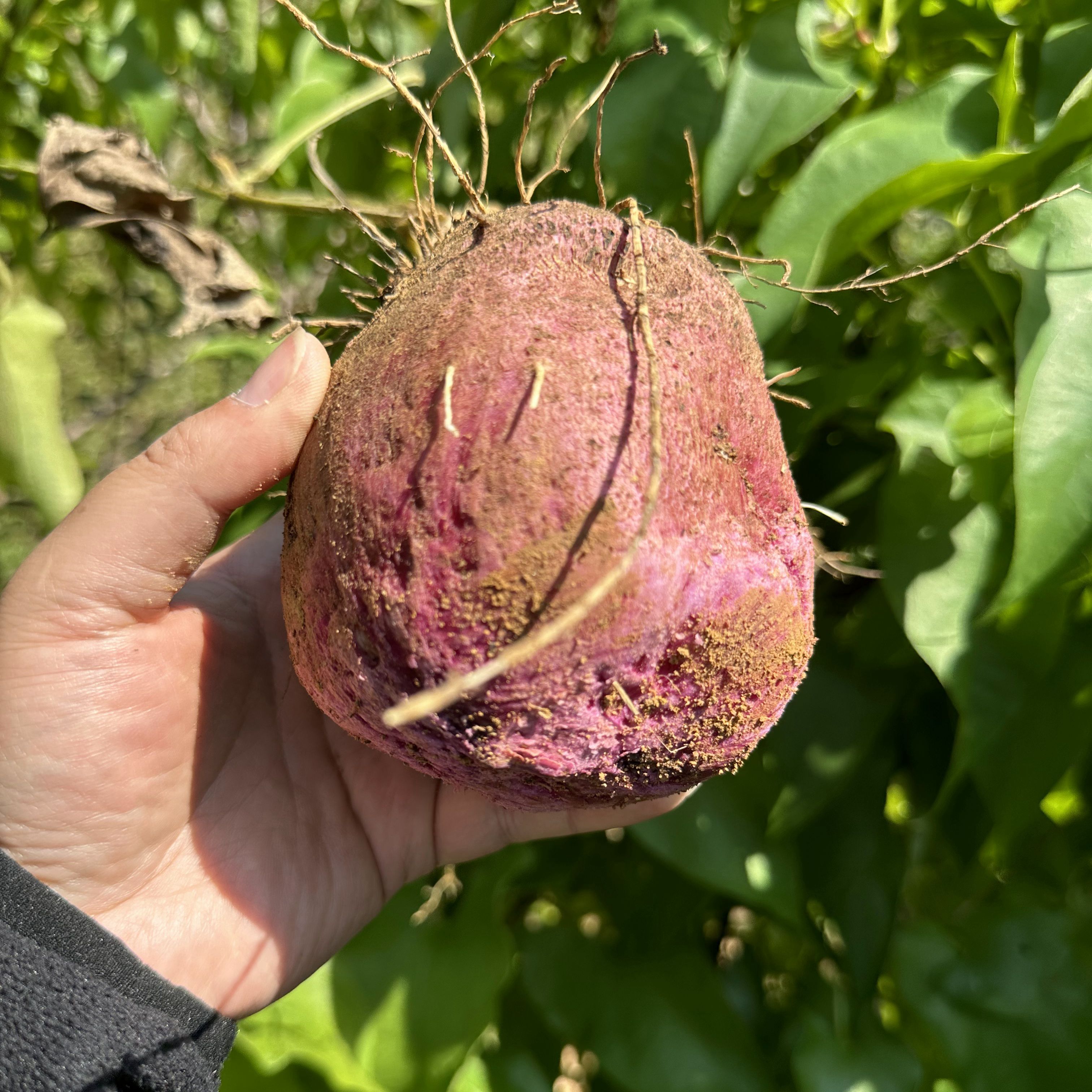 湖南山药新鲜5斤蔬菜现挖脚板薯毛薯大薯紫皮白肉淮山高山农产品