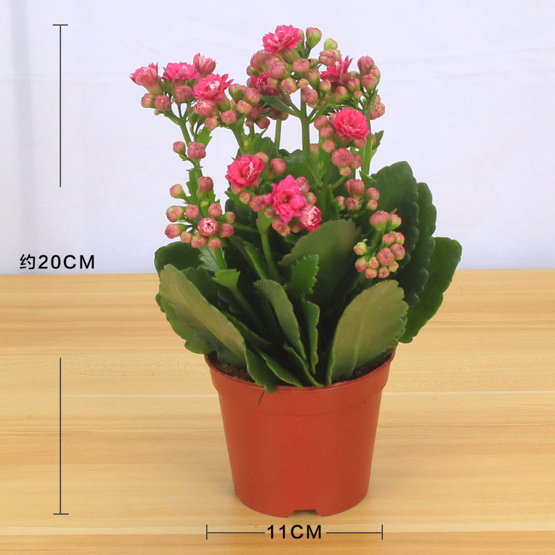 长寿花盆栽重瓣花苗四季开花的花带花苞观花植物室内大盆花卉好养