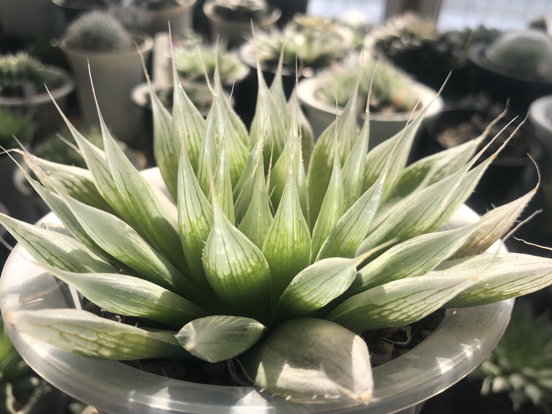 原始十二卷H.specksii IB6555超级针管玉露日系多肉小型盆栽绿植