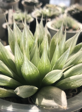 原始十二卷H.specksii IB6555超级针管玉露日系多肉小型盆栽绿植