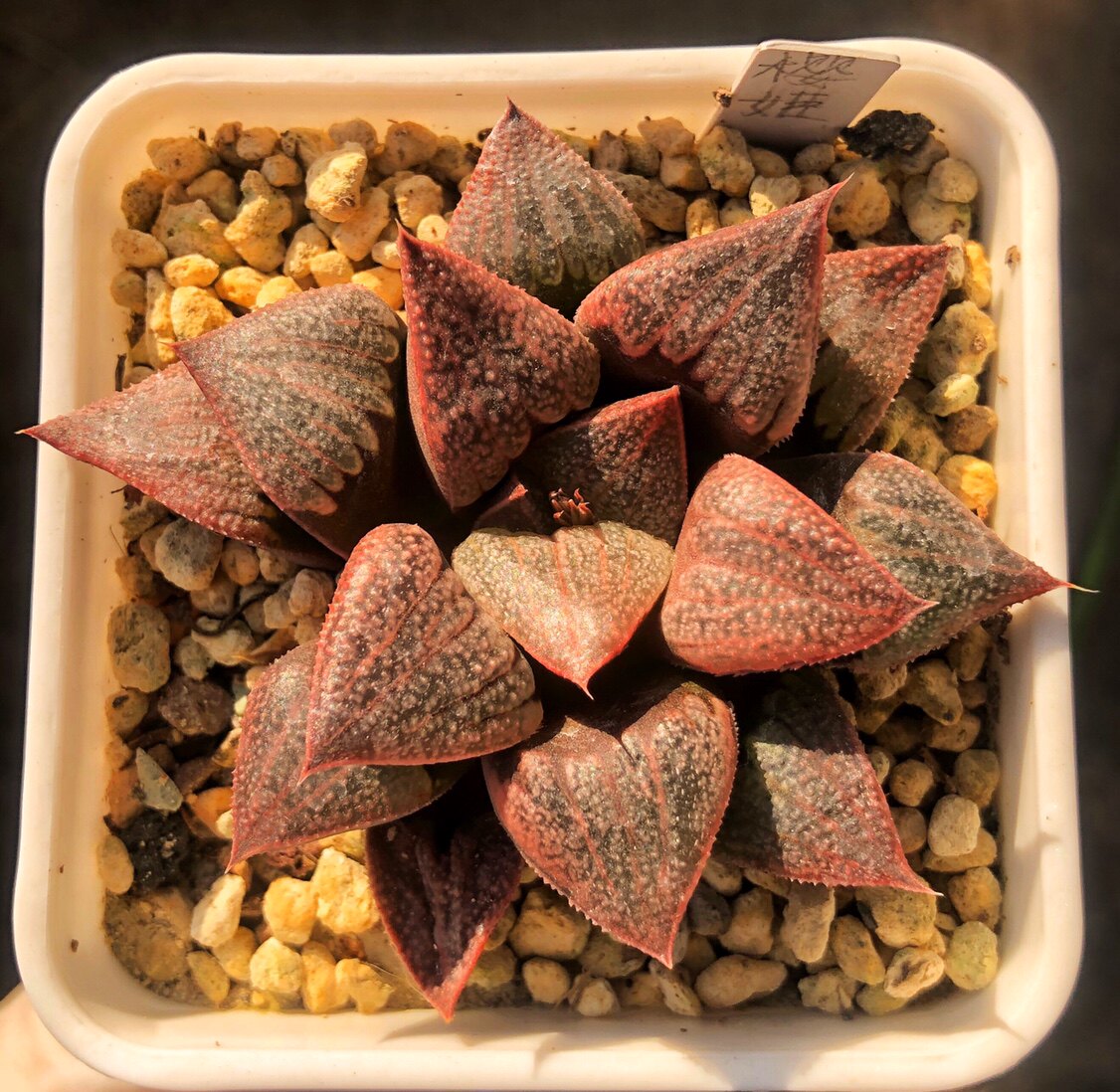阳台日本进口多肉植物
