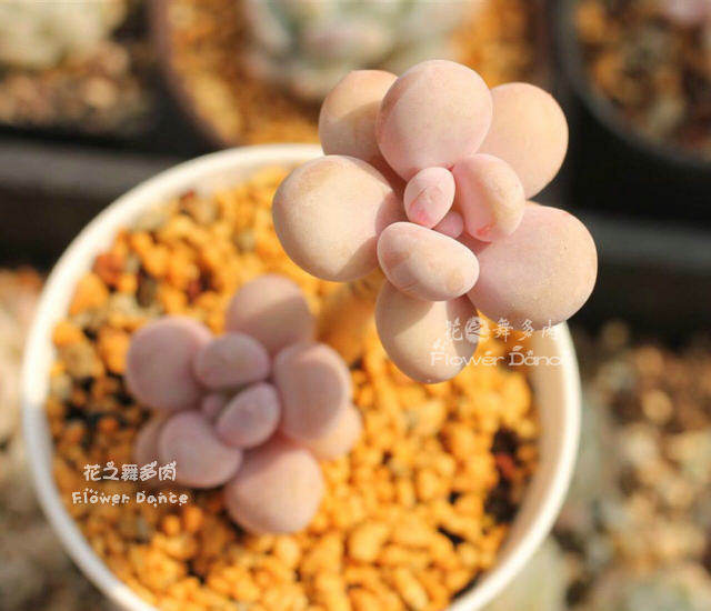 【花之舞】油炸丸子多肉厚叶草油煎日系多肉奶酪日本防辐射绿植盆