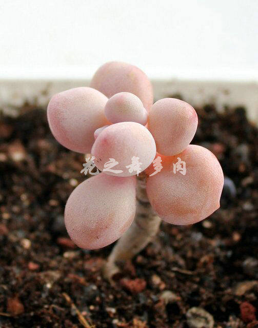 日系多肉植物景天十二卷原始种玉露补运费链接