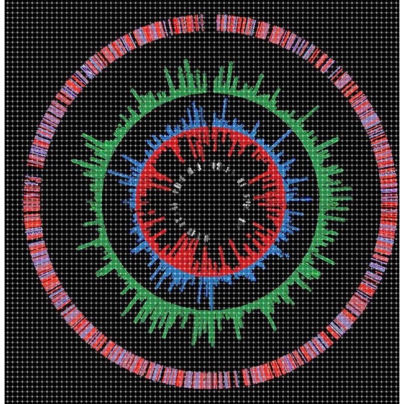 基因组进化分析-MLST SNP Phylogenetic analysis
