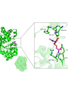 分子对接计算 蛋白-小分子 蛋白-蛋白/多肽/DNA/RNA