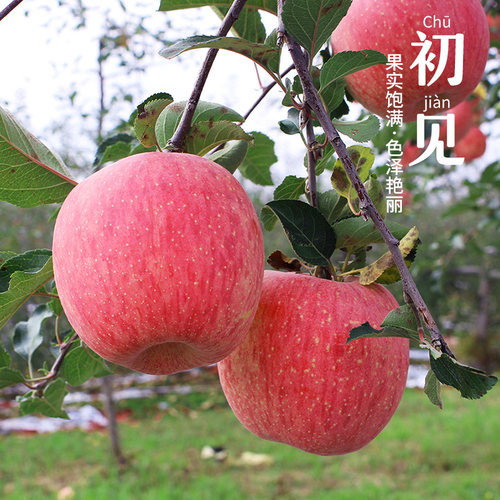 陕西洛川红富士脆甜多汁礼盒