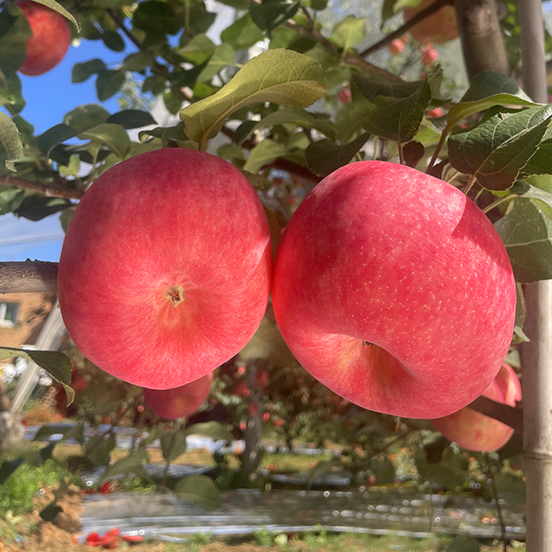 精品果秦脆苹果原生态新品种