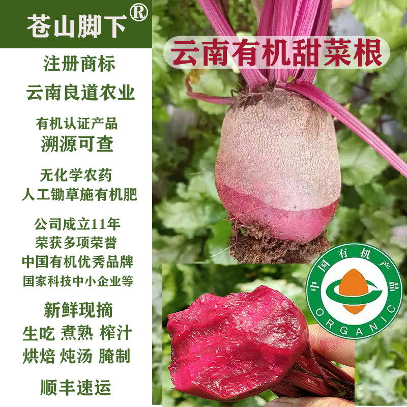 苍山脚下云南高原四季现挖新鲜甜菜根甜菜头红菜头紫菜头农产品