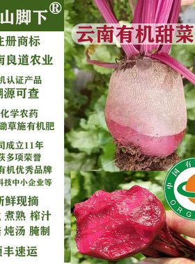 苍山脚下云南有机四季现挖甜菜根