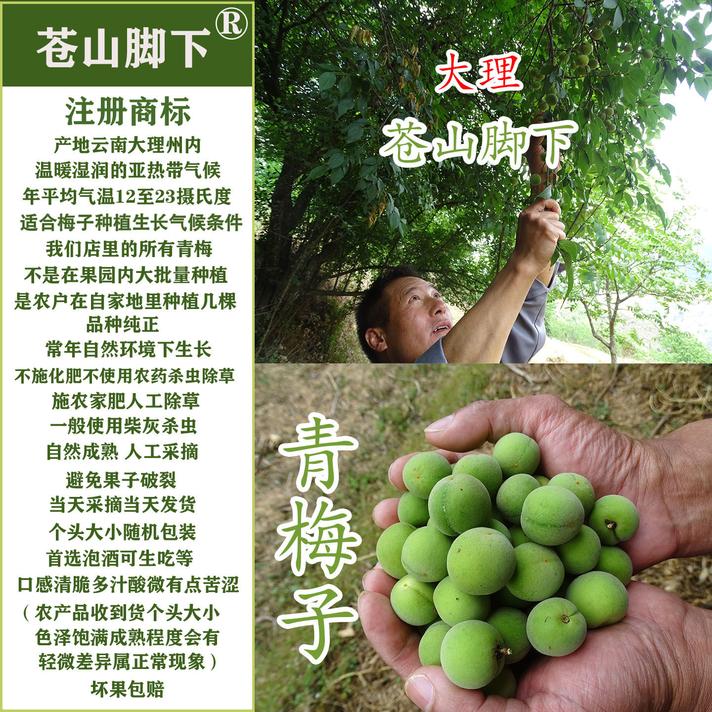 云南大理苍山脚下洱源青梅鲜果新鲜泡梅子酒产地高原海拔2500米