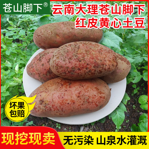云南新鲜蔬菜红皮黄心土豆马铃薯洋芋大理苍山脚下红皮黄心大土豆